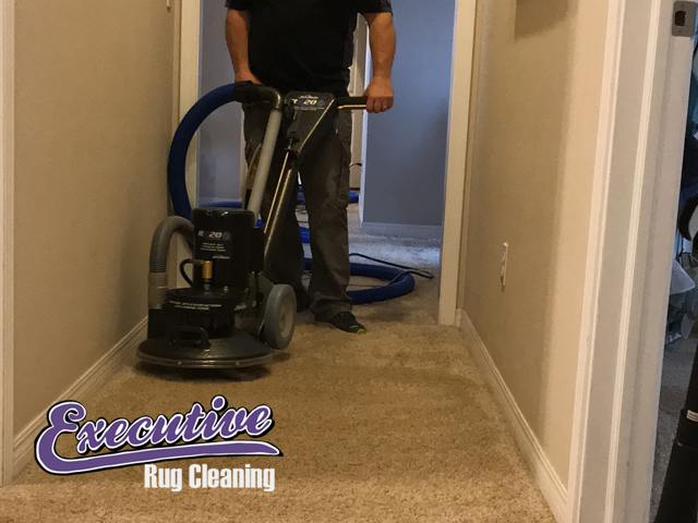 Carpet Cleaning Bison